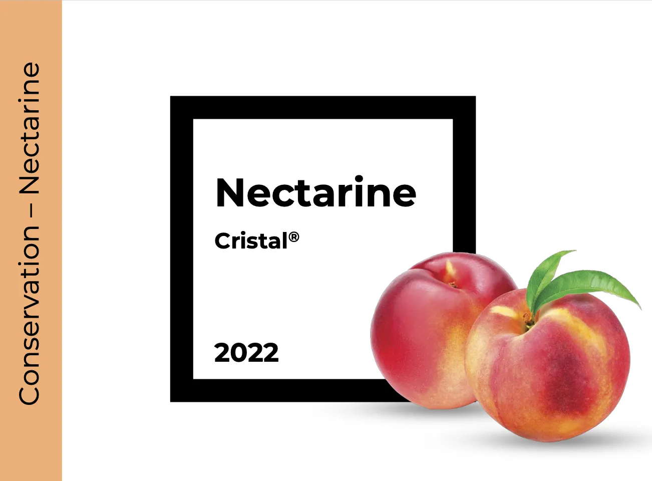 Conservation Nectarine