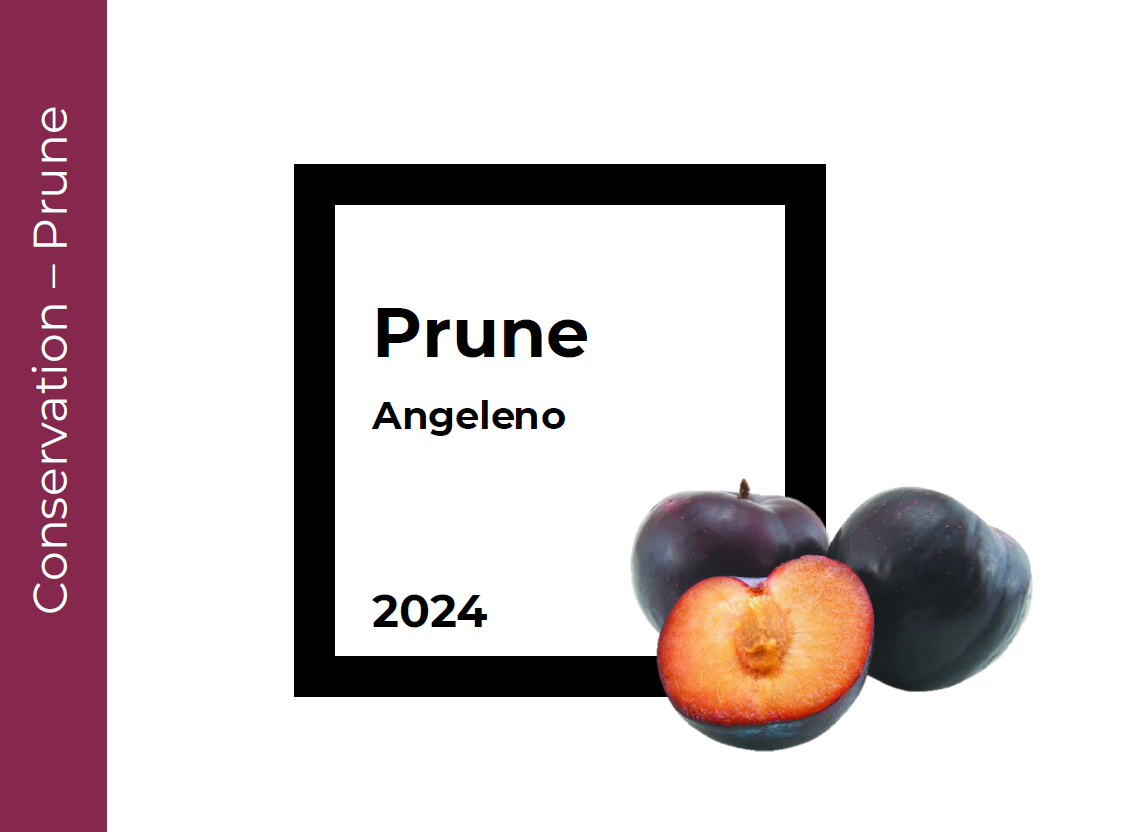 Conservation Prune Angeleno
