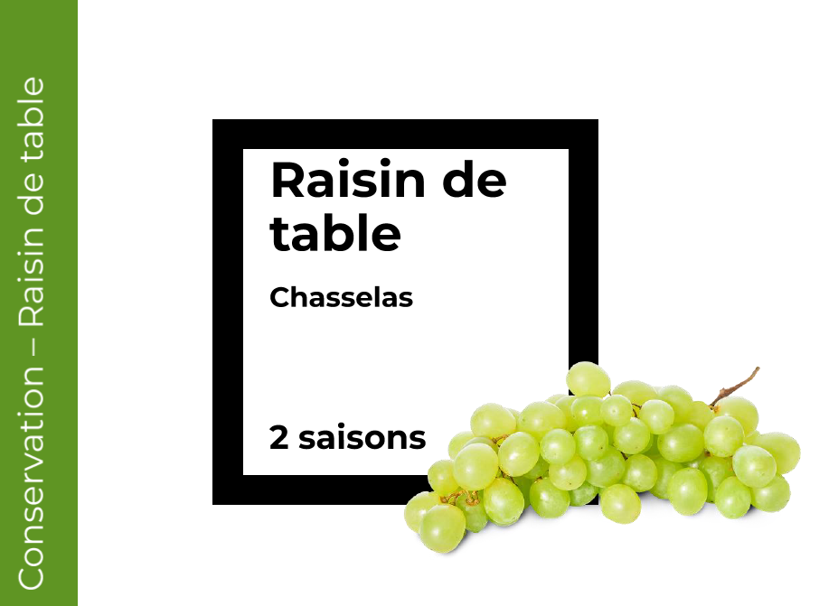 Conservation Raisin Chasselas