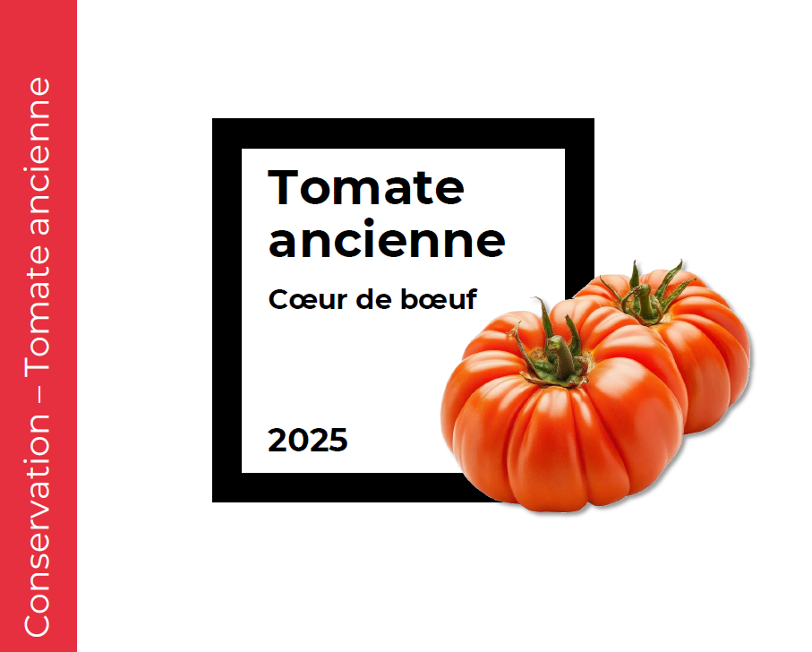 Conservation Tomate ancienne